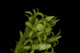 Trachelospermum jasminoides RCP05-07 215.jpg
